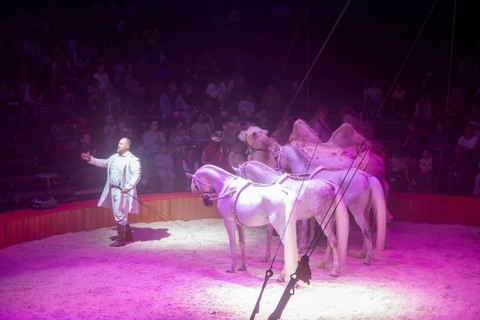 Performance by Circus Barelli in Mannheim***Picture: Animal training with Franz Barelli