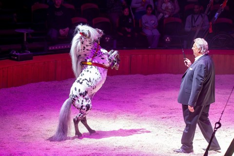 Performance of the Circus Barelli in Mannheim***Picture: Harry Barelli