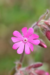 Red campion (Silene dioica), close-up of a flower in a meadow, Wilnsdorf, North Rhine-Westphalia,