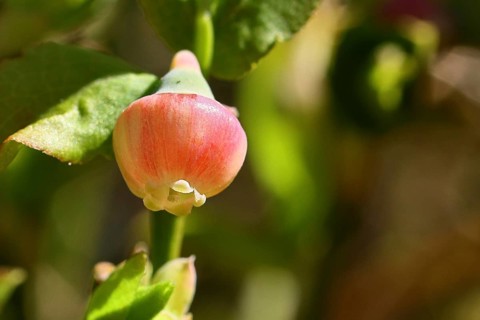 Blossom of the European blueberry, blueberry, wild blueberry (Vaccinium myrtillus), close-up,