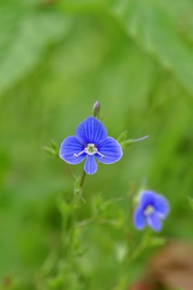Flower of Gamander speedwell (Veronica chamaedrys), in a deciduous forest, blue blossom, spring,