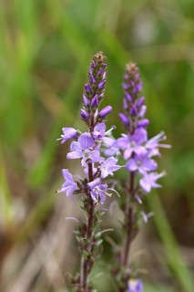 Veronica officinalis (Veronica officinalis), inflorescence at the edge of a forest path, Wilnsdorf,