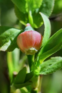 Blossom of the European blueberry, blueberry, wild blueberry (Vaccinium myrtillus), close-up,
