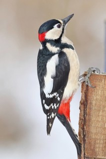 Great spotted woodpecker (Dendrocopos major), male, sitting on a fence post in the garden,