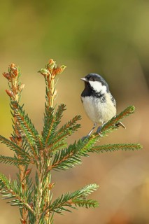 Fir tit (Parus ater), sitting on the top of a young spruce, European spruce (Picea abies),
