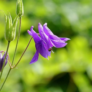 Columbine (Aquilegia vulgaris), blue flower at the edge of a forest, Wilnsdorf, North