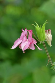 Columbine (Aquilegia vulgaris), pink flower at the edge of a forest, Wilnsdorf, North