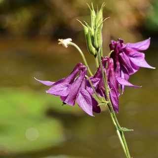 Columbine (Aquilegia vulgaris), dark red flower at the edge of a forest, Wilnsdorf, North