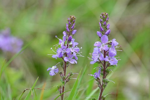 Veronica officinalis (Veronica officinalis), inflorescence at the edge of a forest path, Wilnsdorf,