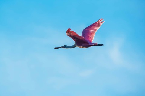 Roseate Spoonbill (Platalea ajaja) in flight, Sanibel Island, J.N. Ding Darling National Wildlife