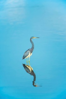 Tricolored heron (Egretta tricolor) looking for food, Sanibel Island, J.N. Ding Darling National