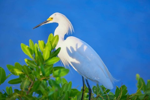 Snowy Egret (Egretta thula) perching on tree, Sanibel Island, J.N. Ding Darling National Wildlife