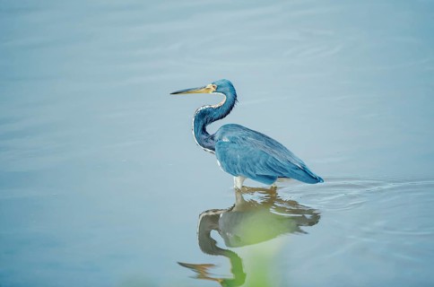 Tricolored heron (Egretta tricolor) looking for food, Sanibel Island, J.N. Ding Darling National