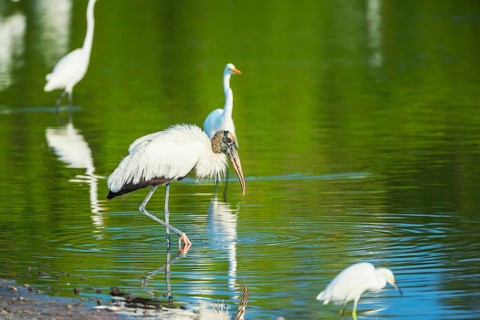 Great white egrets (Ardea alba) and Wood Stork (Mycteria Americana) fishing, Sanibel Island, J.N.