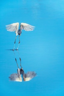 Tricolored heron (Egretta tricolor) starting flight, Sanibel Island, J.N. Ding Darling National