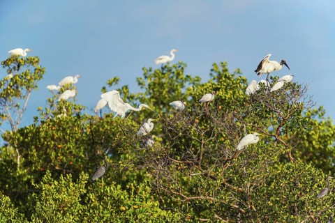 Group of Great white egrets (Ardea alba) and Wood Stork (Mycteria Americana) perching on tree,