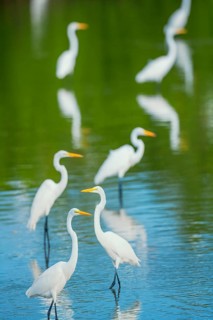Great white egrets (Ardea alba) looking for food in a pond, Sanibel Island, J.N. Ding Darling
