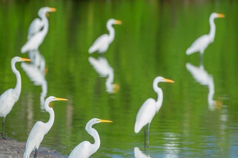 Great white egrets (Ardea alba) looking for food in a pond, Sanibel Island, J.N. Ding Darling