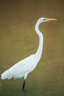 Great white egret (Ardea alba) looking for food, Sanibel Island, J.N. Ding Darling National