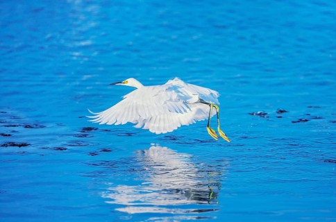 Snowy Egret (Egretta thula) in flight, Sanibel Island, J.N. Ding Darling National Wildlife Refuge