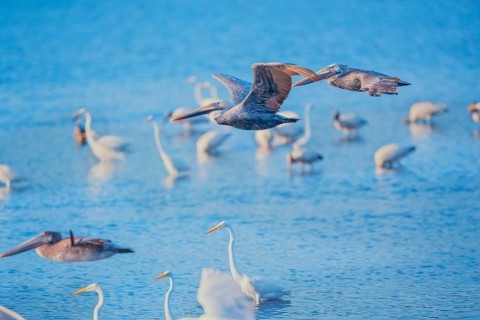 Brown pelicans (Pelecanus occidentalis) in flight, Sanibel Island, J.N. Ding Darling National