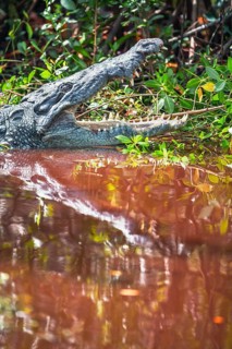 American alligator (Alligator mississipiensis), opening its jaws, Sanibel Island, J.N. Ding Darling