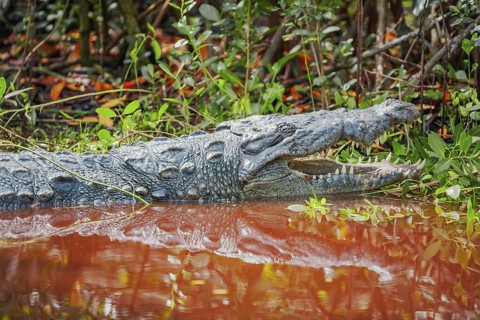 American alligator (Alligator mississipiensis), opening its jaws, Sanibel Island, J.N. Ding Darling