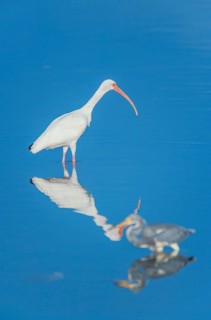 American white ibis (Eudocimus albus) and Tricolored heron (Egretta tricolor) looking for food,