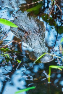 American alligator (Alligator mississipiensis), submerging, Sanibel Island, J.N. Ding Darling