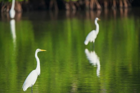 Great white egrets (Ardea alba) looking for food, Sanibel Island, J.N. Ding Darling National