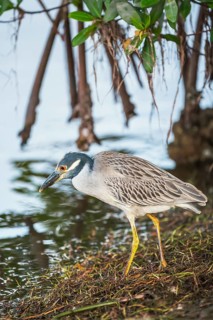Yellow-crowned Night Heron (Nyctanassa violacea) looking for food, Sanibel Island, J.N. Ding
