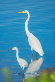 Snowy Egret (Egretta thula) and Great white egret (Ardea alba) looking for food, Sanibel Island, J