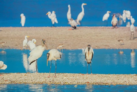 Group of Great white egrets (Ardea alba) and Wood Stork (Mycteria Americana) fishing, Sanibel