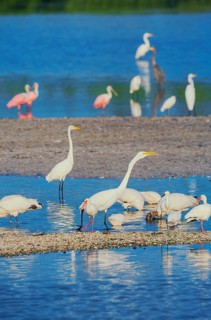Group of Great white egrets (Ardea alba) fishing, Sanibel Island, J.N. Ding Darling National
