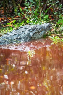 American alligator (Alligator mississipiensis), Sanibel Island, J.N. Ding Darling National Wildlife