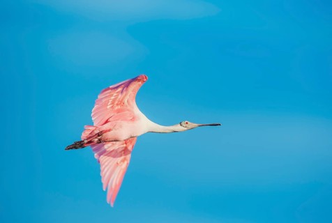 Roseate Spoonbill (Platalea ajaja) in flight, Sanibel Island, J.N. Ding Darling National Wildlife