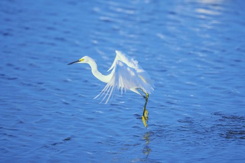 Snowy Egret (Egretta thula) starting flight, Sanibel Island, J.N. Ding Darling National Wildlife