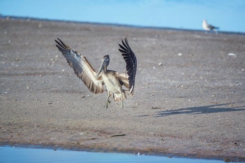 Brown pelican (Pelecanus occidentalis) starting flight, Sanibel Island, J.N. Ding Darling National