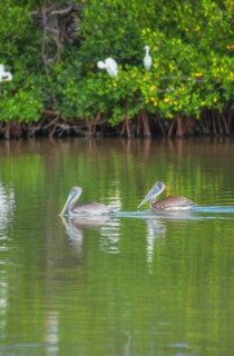 Group of Brown pelicans (Pelecanus occidentalis) fishing, Sanibel Island, J.N. Ding Darling