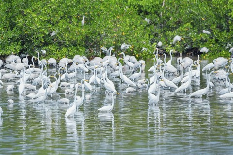 Group of Great white egrets (Ardea alba) looking for food in a pond, Sanibel Island, J.N. Ding