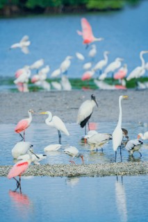 Group of Great white egrets (Ardea alba) and Roseate Spoonbills (Platalea ajaja) and Wood Stork