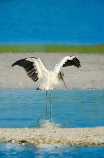 Wood Stork (Mycteria Americana) spreading Wings, Sanibel Island, JN Ding Darling National Wildlife