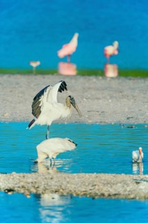Wood Stork (Mycteria Americana) and Roseate Spoonbills (Platalea ajaja) fishing, Sanibel Island, J