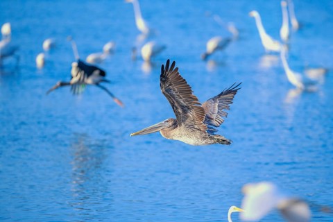 Brown pelican (Pelecanus occidentalis) in flight, Sanibel Island, J.N. Ding Darling National