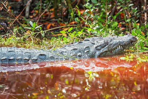 American alligator (Alligator mississipiensis), Sanibel Island, J.N. Ding Darling National Wildlife