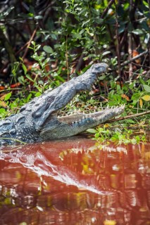 American alligator (Alligator mississipiensis), opening its jaws, Sanibel Island, J.N. Ding Darling