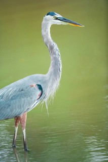 Great blue heron (Ardea herodias) looking for food, Sanibel Island, J.N. Ding Darling National