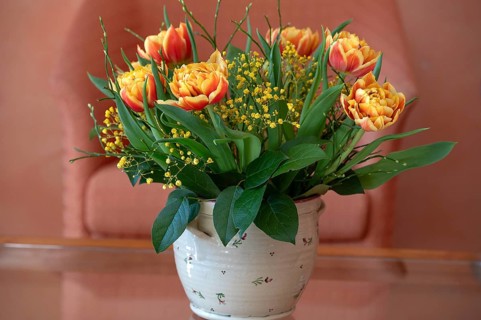 Bouquet of flowers, tulips (Tulipa) and mimosa (Mimosa pudica) in a vase, Bavaria, Germany