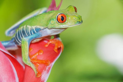 Red eyed tree frog (Agalychins callydrias) on red flower, Sarapiqui, Costa Rica