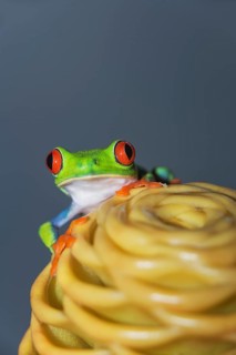 Red eyed tree frog (Agalychins callydrias) on yellow flower, Costa Rica